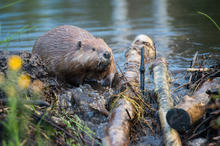 stock photo of an american beaver