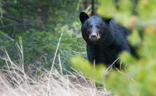black bear in forest