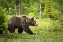 Grizzly Bear walking through green meadow