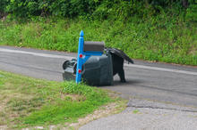 Bear eating out of a tipped over garbage can