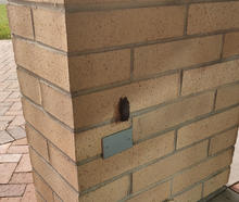 A bat rests on a brick wall of a building