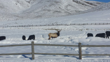 bellevue_elk_feeding