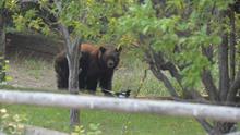 A black bear feeds on an apple tree in a residential backyard in Hailey August 2024