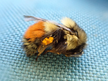 black-tailed_bumblebee