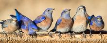 Western bluebirds