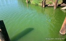 Boyer Slough harmful algae bloom