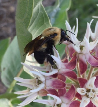 bruneau_dunes_bombus_rosscwinton