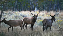 A bull elk with two cows and a calf in a grassy meadow