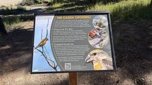 cassiacrossbill_sign
