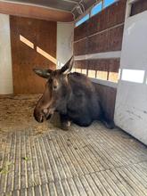 A brown female moose lying in trailer
