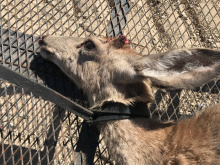 closeup_of_deer_with_leash