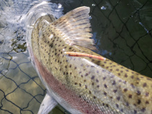 Picture of FLOY tagged steelhead from Snake River