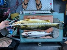 walleye, jack chinook