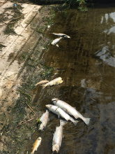 dead_fish_at_vista_boat_ramp_snake_river_aug_2018