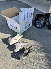 Three dead grayish birds on the paved ground in front of a white box and black plastic bag