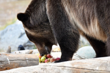 Discovery Center Bear eating apples