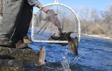 Fish Stocking Boise River 2020-2