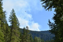 Graham mountain fire