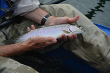 rainbow trout float tuber3o4iu3o