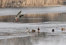 ducks waterfowl migratory hunting