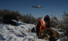 mule deer, helicopter, trapping, radio collar, southwest region