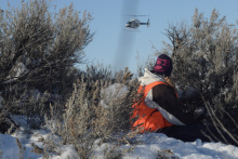 Helicopter, deer trapping, winter surveys, 