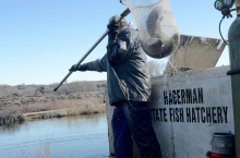 Hagerman Hatchery, Joe Chapman, trout stocking, Magic Valley