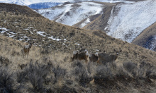 Late winter mule deer