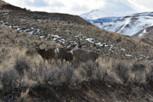 Deer, mule deer, spring