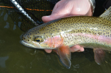 Rainbow trout