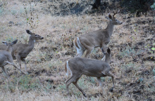 Whitetail deer