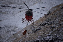 Bighorn sheep capture