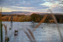 Duck hunter wades through the marsh while duck hunting