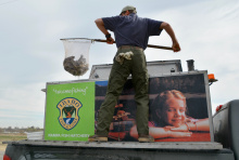 Trout stocking, Nampa hatchery, Southwest Region