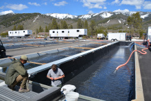 Sawtooth Hatchery, Chinook