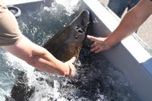 Upper Snake River Sturgeon 2019