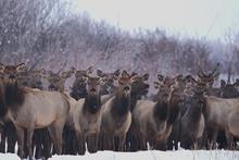 Large group of elk in winter landscape.