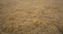 A field of cheatgrass