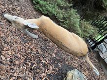 Deer killed by epizootic hemorrhagic disease in the Panhandle Region.