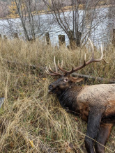Bull elk shot and left to waste in North Idaho