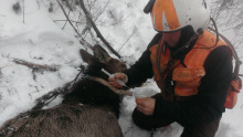 elk_capture_collar_16-1