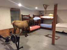 elk in basement in Hailey