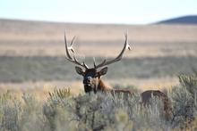 Bull elk peeking over the sagebrush