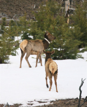 elk with collar