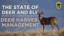 State of Deer and Elk: Deer Harvest Management (Episode 9)