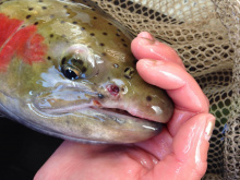 female_steelhead