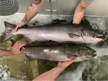 Chinook salmon at Lower Granite trap