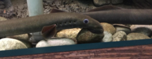 Adult Pacific Lamprey
