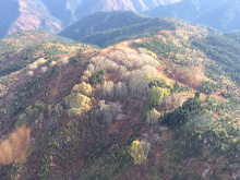 forest_wide_aspen_restoration