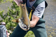 Sawtooth Chinook Roundup 2019-9.jpeg